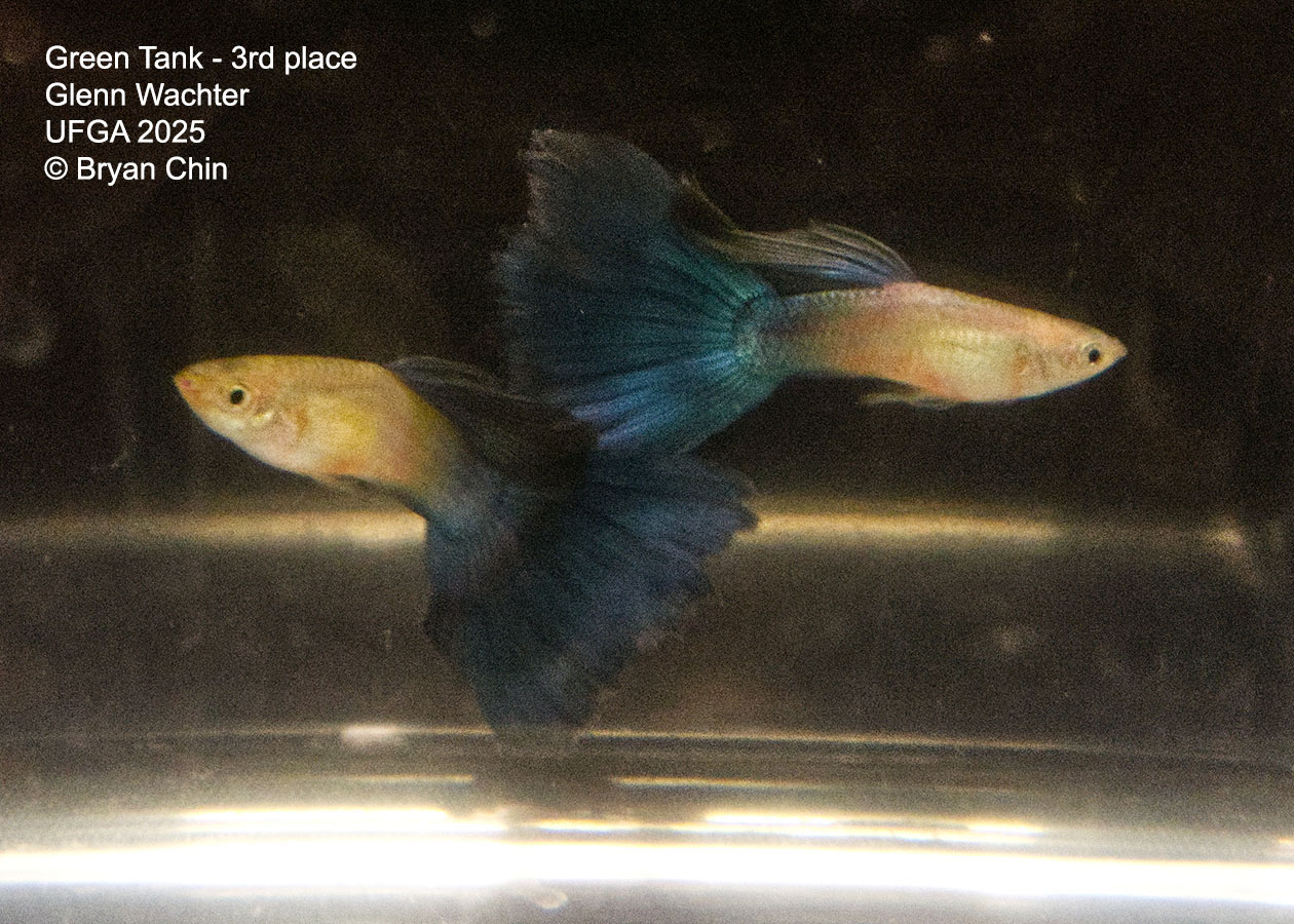 Guppy Green